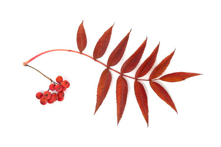 A vivid image of a red rowan berry branch with leaves, isolated on a white background, showcasing the beauty of natureの写真素材