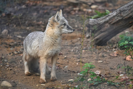 Corsac fox stands alert in its natural habitat, surrounded by forest vegetation and earthy tones....