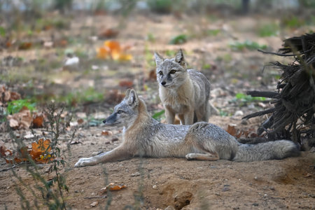 Two corsac foxes rest in a natural habitat, showcasing alertness and tranquility amidst autumn foliage, highlighting wildlife behaviorの写真素材