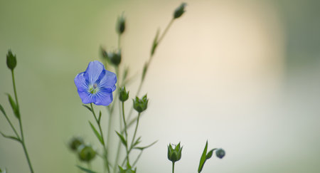 A single blue flax flower in focus against a blurred green backdrop, capturing the essence of nature and serenity in a minimalistic style.の写真素材