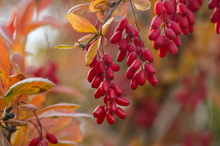 Red barberry berries hang from a branch with autumn leaves. Capture the natural beauty of seasonal foliage and vibrant colors in this serene garden setting, ideal for horticulture enthusiastsの写真素材