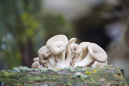 Captivating close-up of oyster mushrooms thriving on a mossy log, showcasing their unique shapes and...