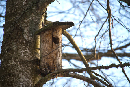 Simple birdhouse made of wood hanging on a birch tree providing shelter and nesting place for birds...