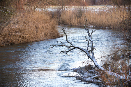 Tranquil river scene featuring snow-covered branches near the shore. Captures the cold beauty of winter and the peaceful flow of nature. For themes of tranquility, seasonal changes and natural beautyの写真素材