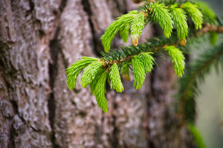 New spruce tree branches with fresh green needles growing against the rough texture of a tree trunk, symbolizing renewal and growth in the spring seasonの写真素材