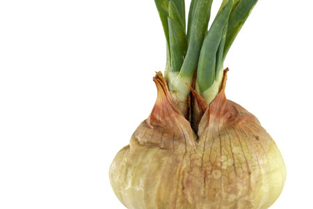 Close-up of a sprouting onion bulb, showing intricate details of its layers and emerging green shoots against a clean white background.の写真素材
