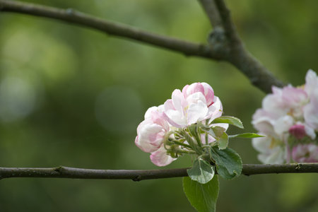 The image depicts a branch festooned with white flowers tinged with pink, indicative of a flowering...