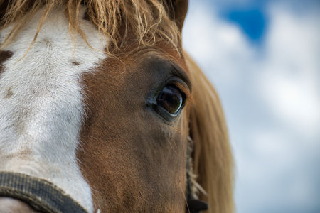A vivid close-up of a horse's eye and part of its face, captured against a serene blue sky, emphasizing the animal's grace and connection with nature.の写真素材