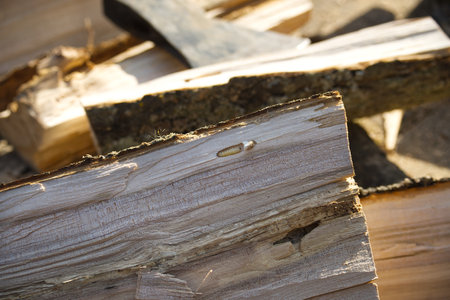 Close-up of firewood shows a single woodworm larva within the wood, next to a pile of chopped wood and an axe, outdoors in bright sunlight.の写真素材