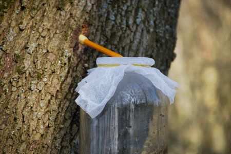 Maple sap is collected from a tapped maple tree using a wooden spile and a covered glass jar during early spring.の写真素材