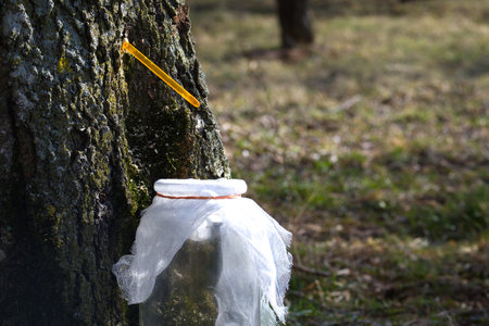 A maple tree has been tapped with a yellow spigot, with sap dripping into a glass jar covered with a white cloth.の写真素材