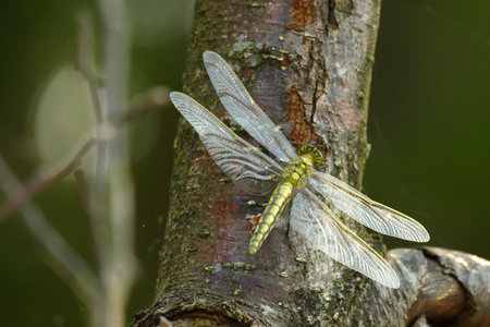 A golden-ringed dragonfly resting on a tree branch, showcasing its delicate wings and camouflage in a natural outdoor setting.の写真素材
