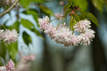 Pink cherry blossoms in full bloom hanging from a tree branch, symbolizing spring's beauty.の写真素材