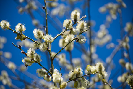 Delicate willow catkins bloom against a vibrant blue sky, signaling the arrival of spring with their...