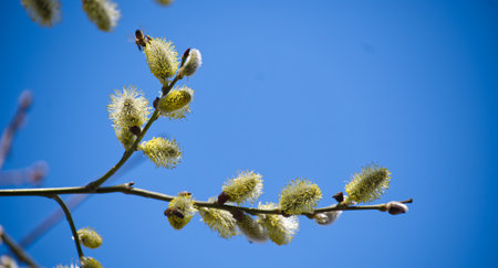 Bees gather pollen from a willow branch under a clear blue sky in spring, capturing the essence of...