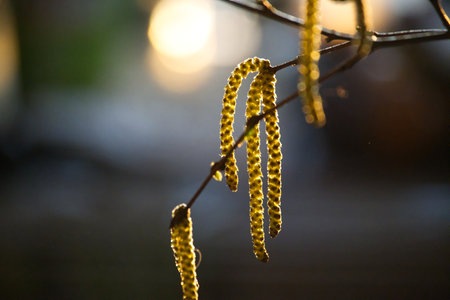 Close-up view showcases delicate catkins hanging from a tree branch, softly illuminated by sunlight. The warm light creates an alluring background.の写真素材