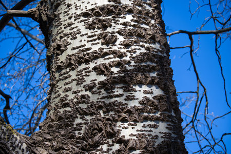 Close-up of a tree trunk with distinct bark patterns against a bright blue sky, creating a visually...