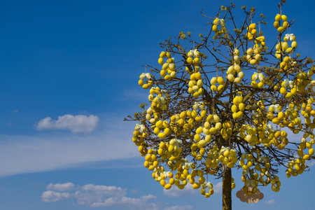 A decorated tree filled with yellow Easter eggs against a clear blue sky, symbolizing spring and the holiday spirit.の写真素材