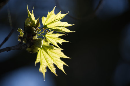 Close-up captures vibrant, translucent new leaves bathed in sunlight against a dark background,...