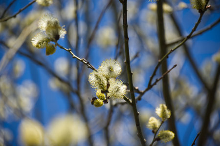 A low-angle shot of a bee collecting pollen from a blooming willow branch against a bright blue sky...