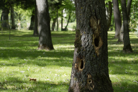 Woodpecker holes dotting a tree trunk highlight the fascinating interaction between wildlife and...