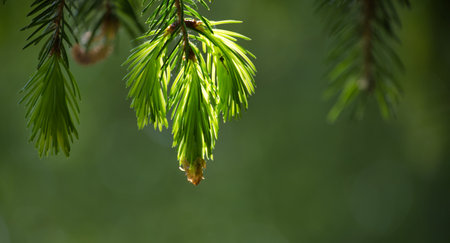 Fresh, new growth on a pine branch, bathed in sunlight, creating a vibrant and natural scene against...