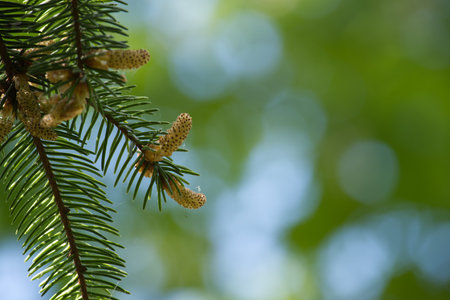 Brightly lit evergreen branch featuring young pine buds against a soft, blurred green and blue...