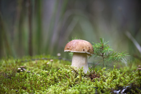 Wild Boletus edulis mushroom sprouting amidst lush green moss on the forest floor. The image...