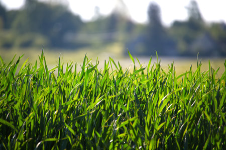 A vibrant field of young green grass is illuminated by the sun, creating a fresh, natural scene. The...