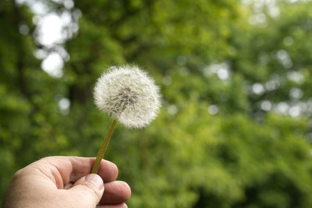 A close-up of a hand holding a dandelion seed head in a green natural environment, symbolizing nature, growth, and the outdoors in a tranquil and serene setting.の写真素材