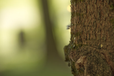 Close-up shot of a tree trunk with a gentle flow of sap, showcasing the natural beauty of the...