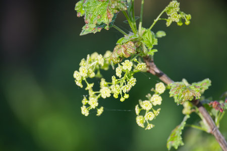 A close-up view of delicate currant blossoms. The image captures the tiny flowers in full bloom, a sign of spring's arrival.の写真素材