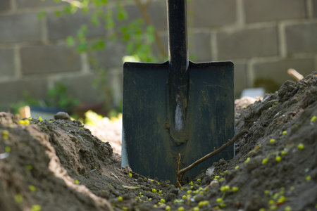 A shovel stands in a recently dug trench, ready for planting. The dark soil is fertile, ideal for...