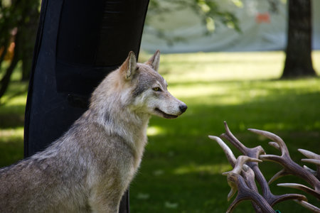 The image shows a grey wolf standing in a clearing, gazing intensely at a display of antlers. The...