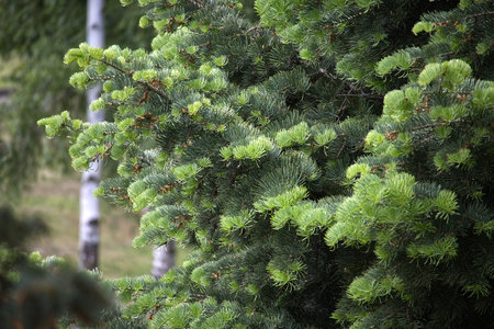 The image showcases vibrant green pine tree branches, illustrating their needles in detail. Background features blurred natural scenery and tree trunks enhancing the outdoor feel and forest atmosphereの写真素材
