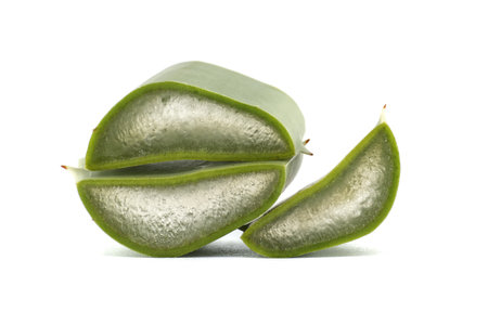 Freshly sliced aloe vera leaf showing its vivid green outer layer and clear gel interior, isolated on a white background. Suitable for natural health, skincare, or botanical research themes.の写真素材