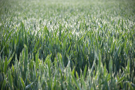 Close-up shot of vibrant green wheat field, morning dew glistening on the leaves, evoking a sense of peace and nature.の写真素材