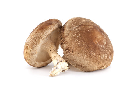 A close-up image of two fresh shiitake mushrooms placed on a white background. Ideal for culinary themes, food-related content, mushroom recipes, or healthy lifestyle and nutrition visuals.の写真素材