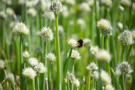 A close-up of a bumblebee collecting nectar and pollen on blooming onion flowers within a lush green spring garden, highlighting nature's beauty and the essential role of pollinators in ecosystems.の写真素材