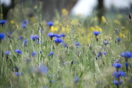 A field of vibrant blue cornflowers and yellow wildflowers gently sway in the breeze under soft sunlight, a perfect nature scene.の写真素材