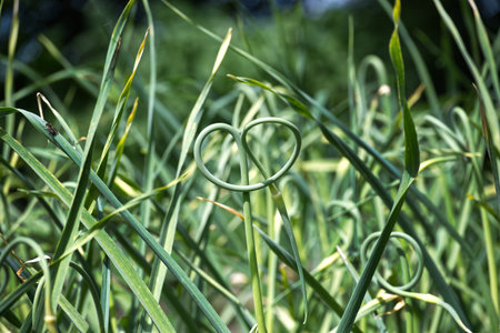 Vibrant green garlic scapes with spiral stems growing naturally in an outdoor garden. Captures...