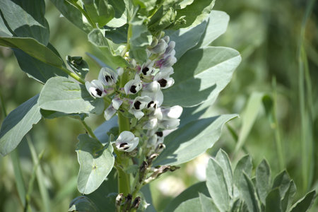 Close-up of a broad bean plant in bloom, showcasing white and black flowers amidst green leaves in natural light.の写真素材