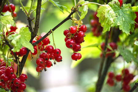 Vivid red currants hanging on branches surrounded by a backdrop of lush green leaves, capturing the essence of summertime and natural beauty.の写真素材