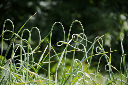 A close-up shot of garlic scapes, showcasing their distinctive curved shape against a soft, green background.の写真素材