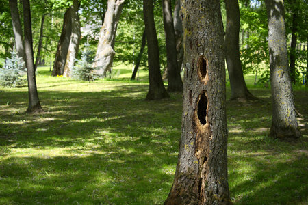 Woodpecker holes are visible on a tree trunk in a public park during a sunny day, creating a natural and intriguing detail in the landscapeの写真素材