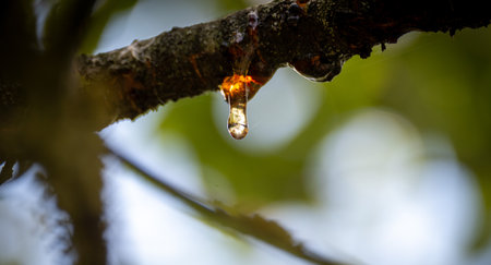 A close-up shot of tree resin dripping from a branch, with a blurred green background. The resin...