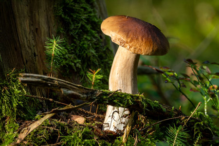 A close-up shot of a large mushroom growing in a forest environment with green moss and small plants in view.の写真素材