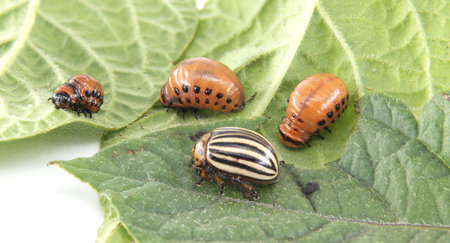 Close-up of Colorado potato beetles in different life stages on a green leaf, showcasing the insect's life cycle.の写真素材