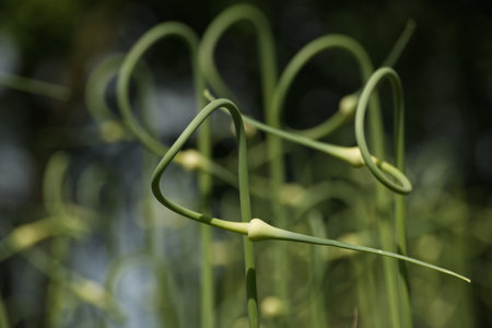 Close-up of garlic scapes with their unique, curved forms and subtle green hues, set against a blurred background of natural light and shadow.の写真素材