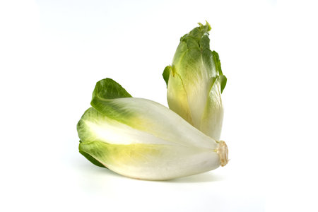 A studio shot of fresh Belgian endive, showcasing its crisp leaves and white core. Perfect for culinary, health, and food-related projects.の写真素材